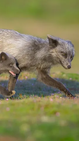 This father won't be outfoxed