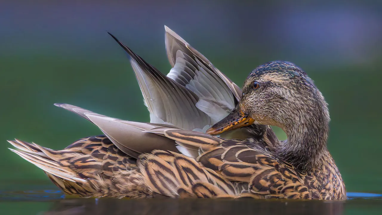 Belleza flotante