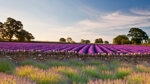 A scented sea of purple