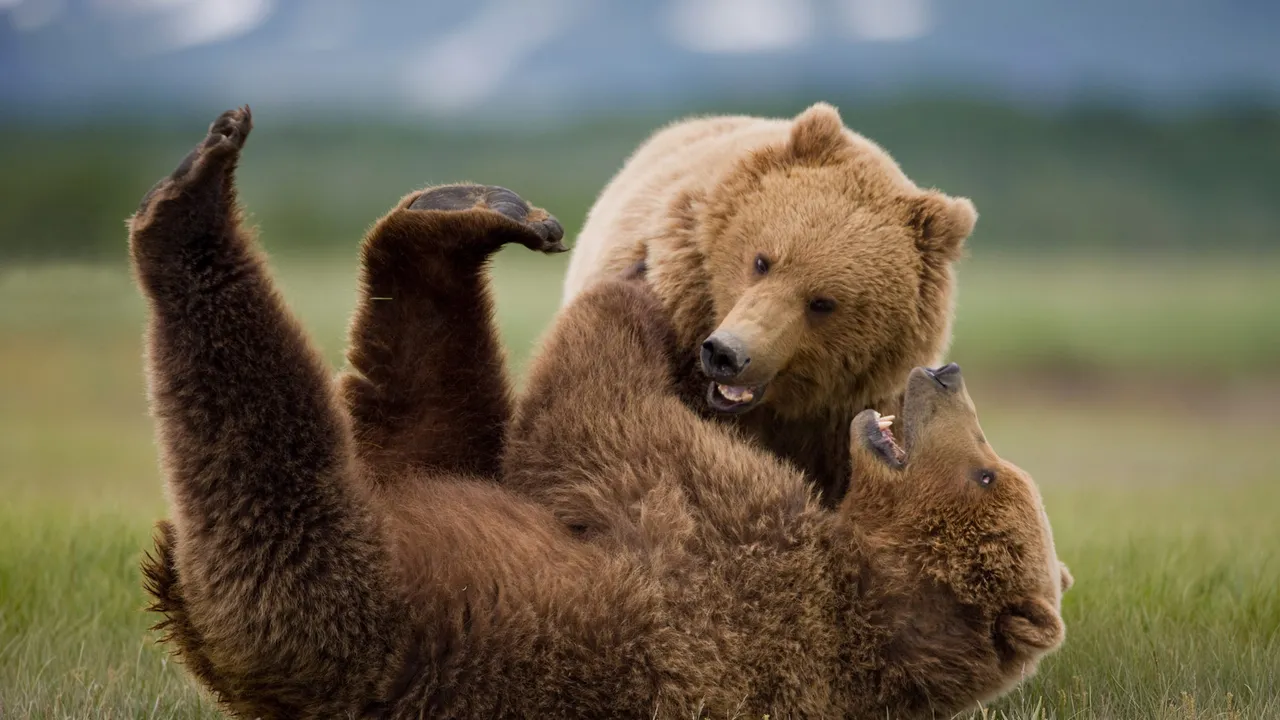 Bear with us&mdash;it's National Wildlife Day