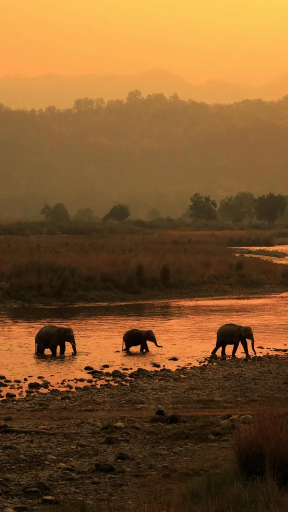 壮观的象群队伍