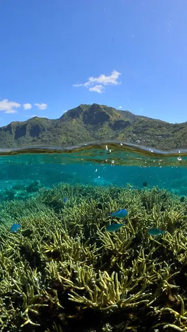 Le lagon enchant&eacute; de Moorea