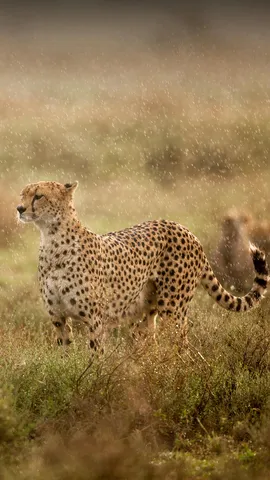 Heilig und gef&auml;hrdet