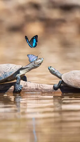 Turtles with butterflies