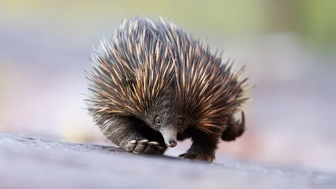 Spike your curiosity