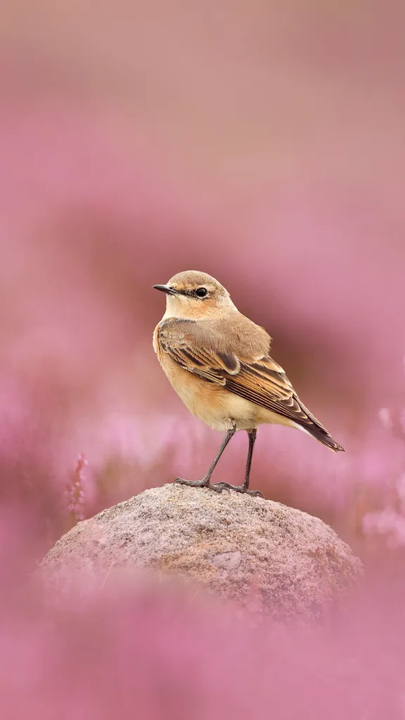 Kleine Flugk&uuml;nstler