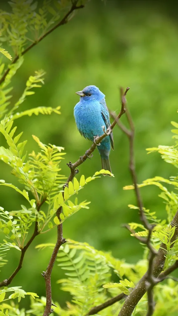 Cinguettando "bon voyage"