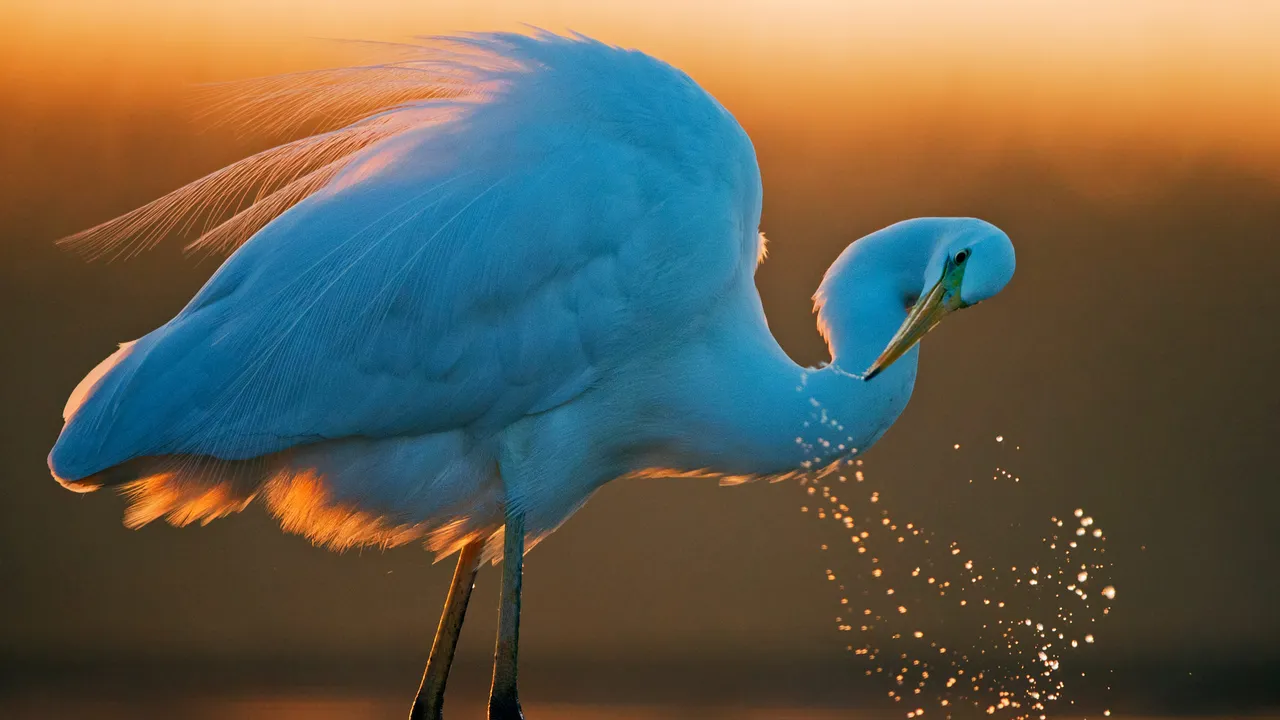 &Ccedil;a vit d&rsquo;air pur et d&rsquo;eau fra&icirc;che, une aigrette
