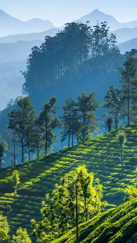 慕那尔山区的茶园，印度喀拉拉邦
