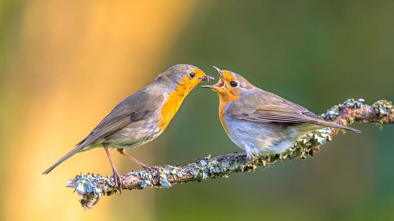 A peck of care