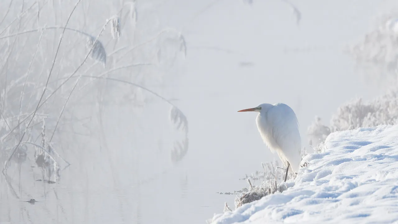 Great white egret, Upper Bavaria, Germany