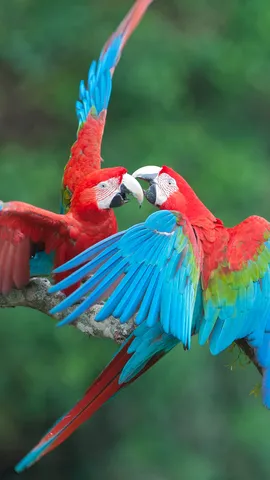 O amor est&aacute; no ar!