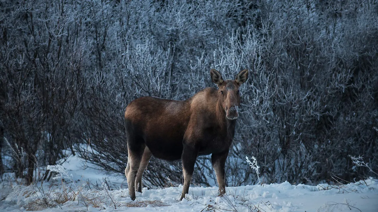 Majest&auml;t der Wildnis