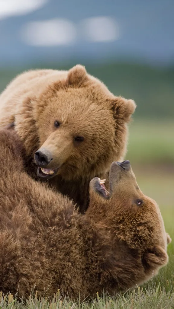 Bear with us&mdash;it's National Wildlife Day