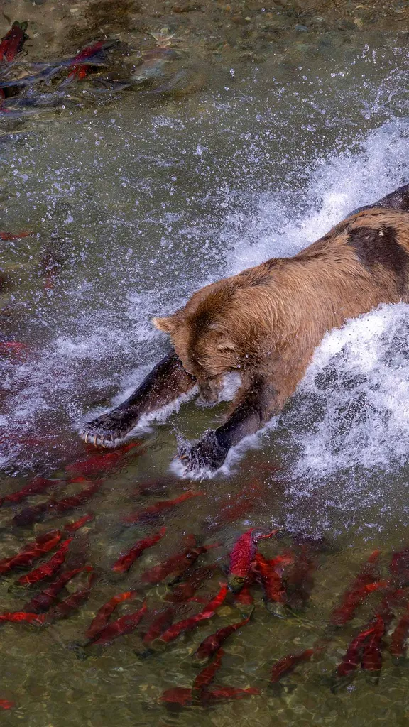 Meet Katmai's fishing giants