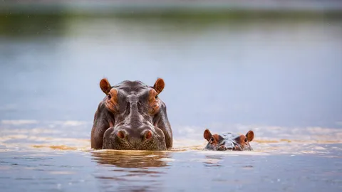 Hippo-hourra pour la Journ&eacute;e de l'hippopotame !