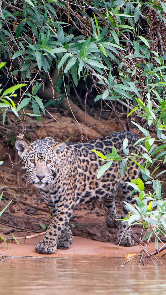 Futuro re della giungla?