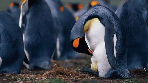 Feathered fathers