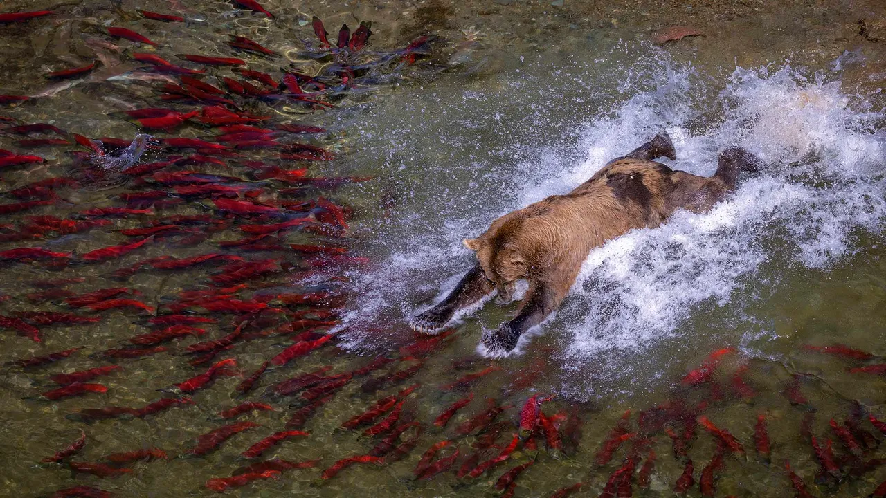 Meet Katmai's fishing giants