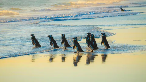 Magellanic penguins, Volunteer Point, Falkland Islands