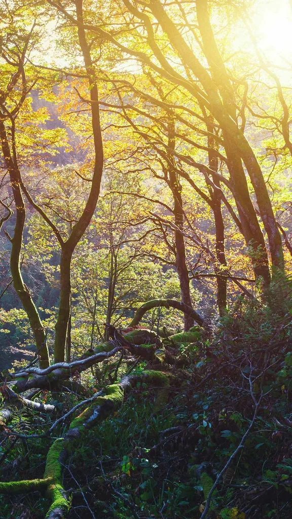 La Regina delle Glen