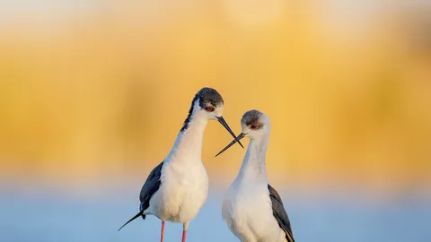 'amore cammina leggero