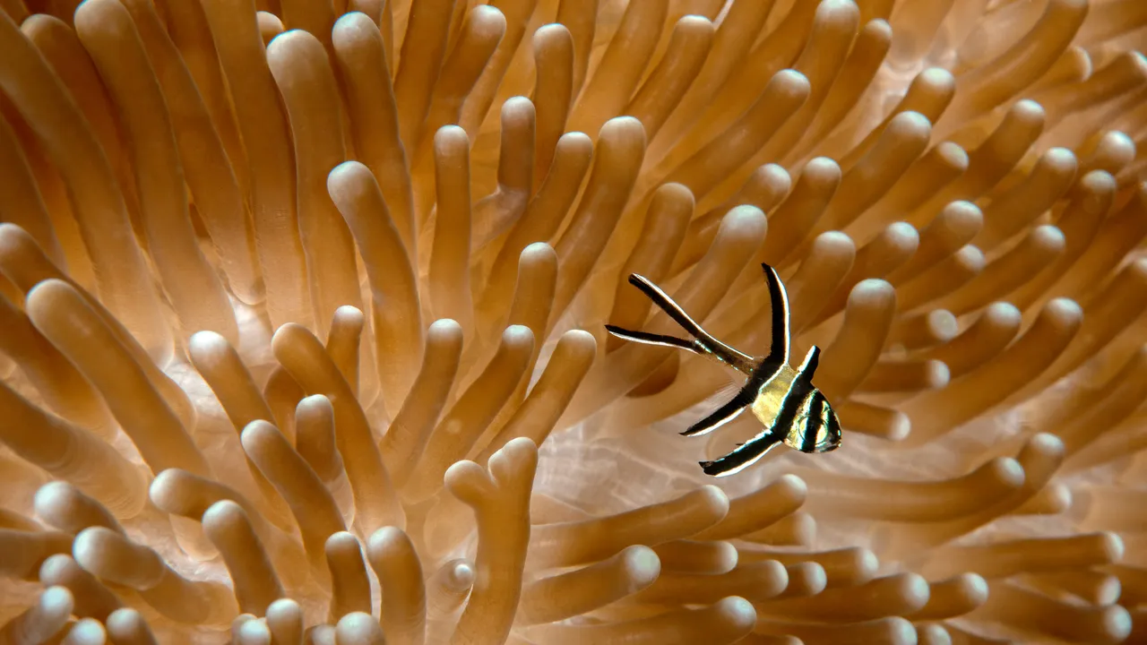 Meraviglie acquatiche
