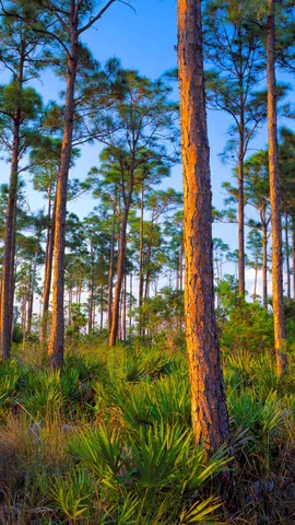 Forest hammock of slash pine and saw palmetto, Everglades National Park, Florida, United States