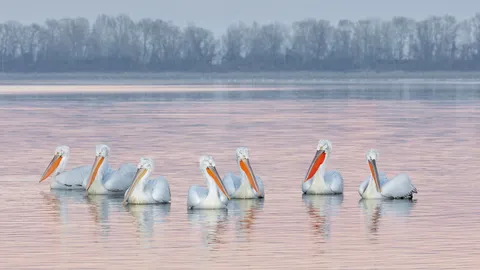 Dalmatian pelicans, Lake Kerkini, Greece