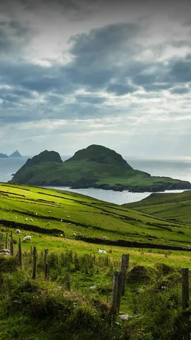 Let's wear green today!