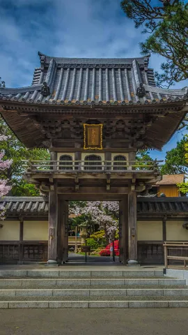金门公园中日本茶园里盛开的樱花，加州旧金山