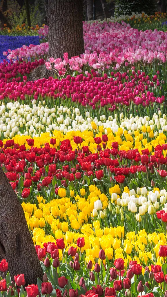 恣意绽放的郁金香