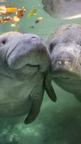 世界海牛日