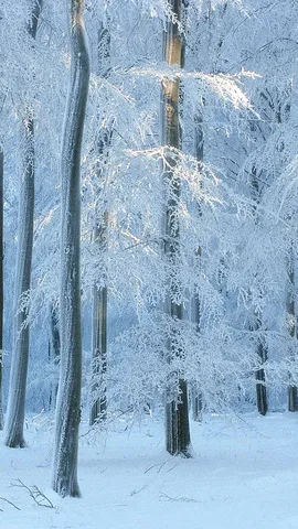 見渡す限りの銀世界