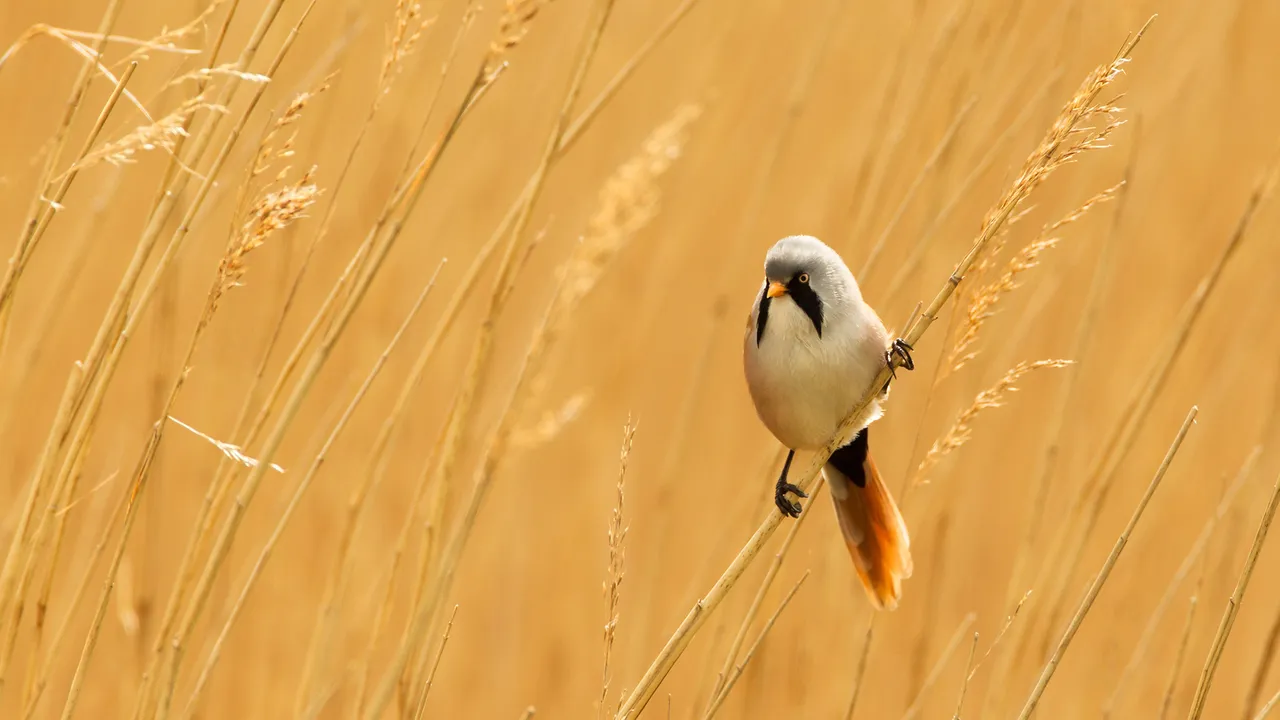 Male bearded reedling, Norfolk, England