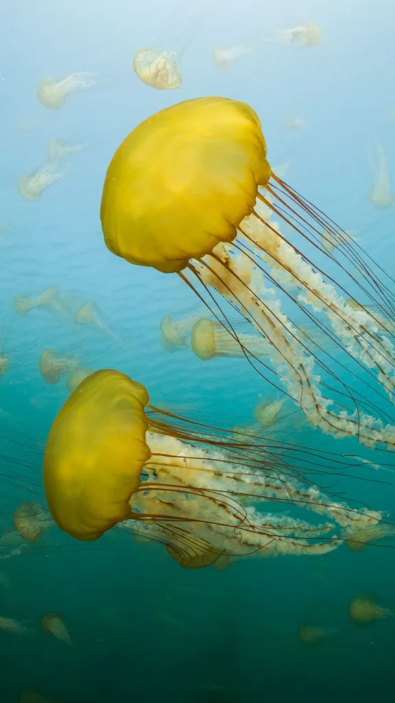 Uma flora&ccedil;&atilde;o iluminada