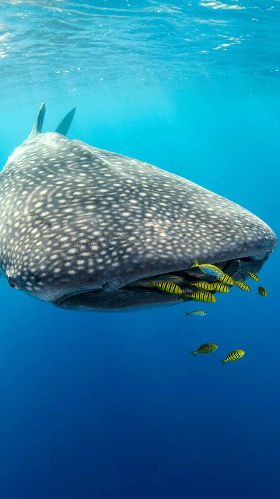 The fish that outgrew its name
