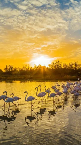 De dr&ocirc;les de b&ecirc;tes !