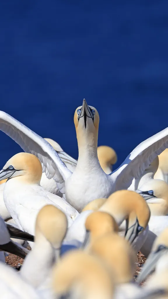 Wings wide open