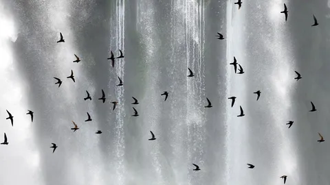 Incans&aacute;veis voadores