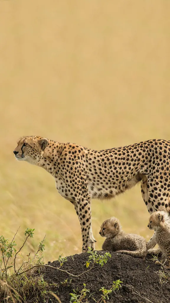 Masters of agility and cuteness