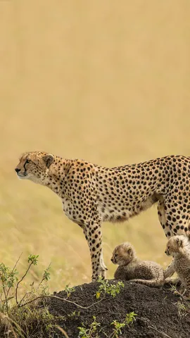 Schnelle, souver&auml;ne, s&uuml;&szlig;e Katzen der Wildnis