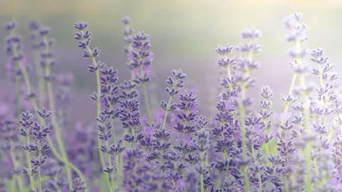 薰衣草田，英国牛津
