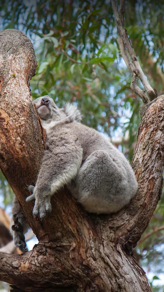 Wovon tr&auml;umt der Koala?