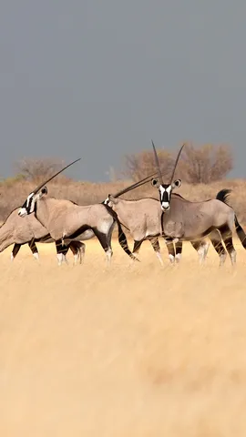 These antelopes are real gems
