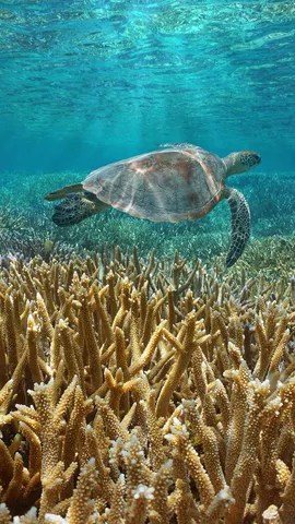 保护海洋生物&mdash;&mdash;绿海龟