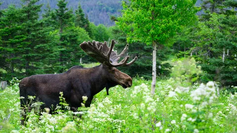 In step with the forest