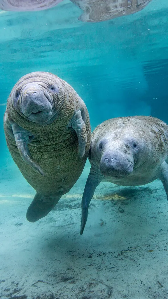 Juvenile manatees in a freshwater spring, Crystal River, Florida, United States