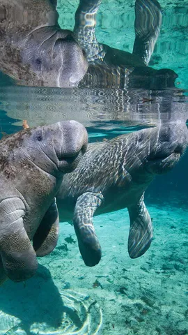 Was sind das f&uuml;r sanfte Tiere?