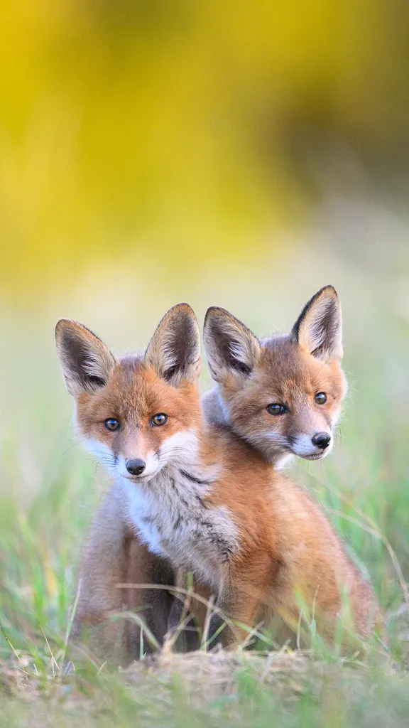 Plotting paws